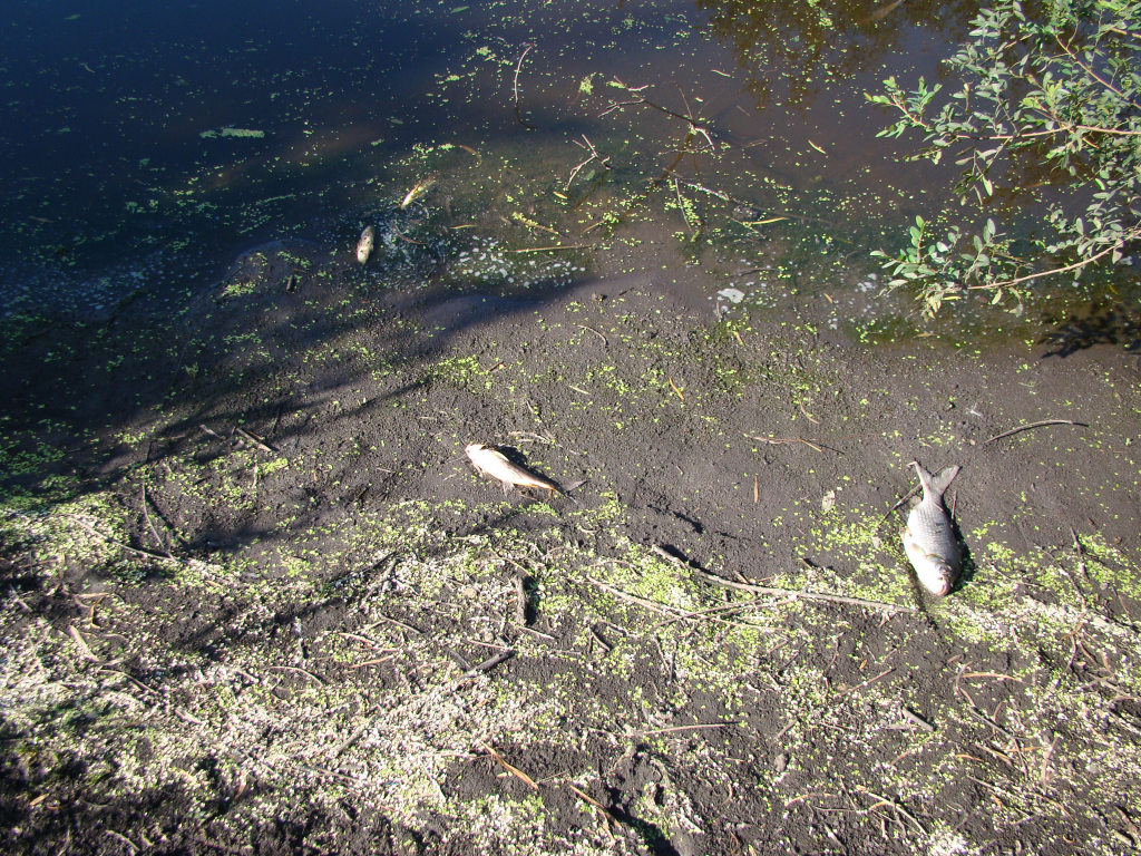 ¿Cañita voladora? El posible origen de las “bacterias del mal olor” y